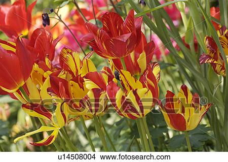 Close-up of red and yellow striped Rembrandt tulips View Large Photo Image Picture - Close-up of red and yellow striped Rembrandt tulips. Fotosearch