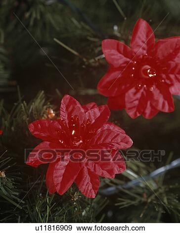 Close-up of red faux poinsettia flowers on Christmas tree View Large Photo Image Stock Photo - Close-up of red faux poinsettia flowers on Christmas tree. Fotosearch