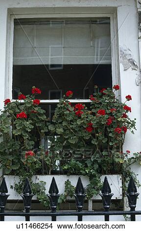 Picture - Close up of red geraniums in windowbox below sash window. Fotosearch