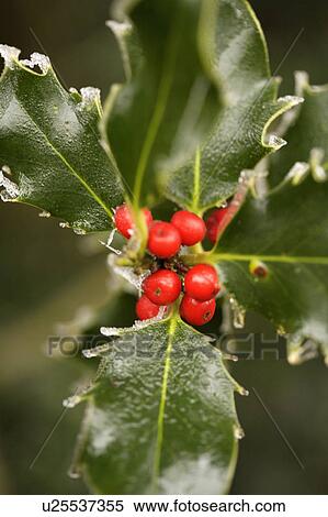 Close-up of red holly berries with iced green leaves View Large Photo Image Stock Photography - Close-up of red holly berries with iced green leaves. Fotosearch