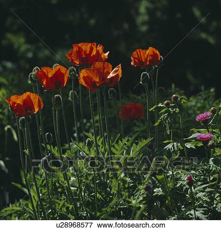 Stock Photo - close-up of red oriental poppies. Fotosearch