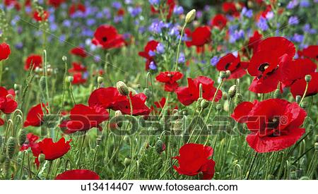 Stock Photo - Close-up of red poppies growing in front of blue echium. Fotosearch