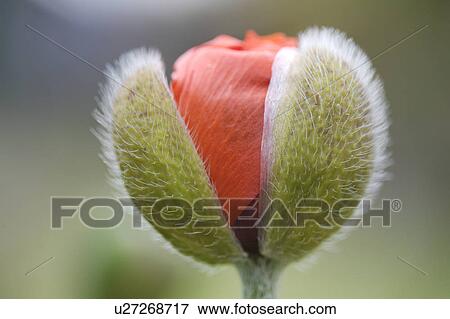 Stock Photo - Close-up of red poppy just emerging from green bud. Fotosearch