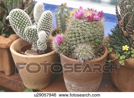 Close-up of red "Rebutia 'Miniscula" cactus and "Opuntia" cactus in terracotta pots View Large Photo Image Stock Photograph - Close-up of red "Rebutia 'Miniscula" cactus and "Opuntia" cactus in terracotta pots. Fotosearch