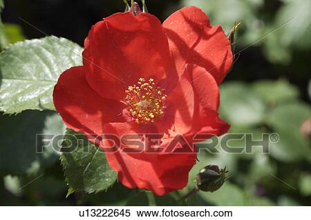 Close-up of red rose View Large Photo Image Stock Photography - Close-up of red rose. Fotosearch