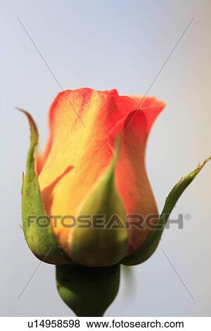 Stock Photo - Close up of rosa "Lipstick" flower. Fotosearch