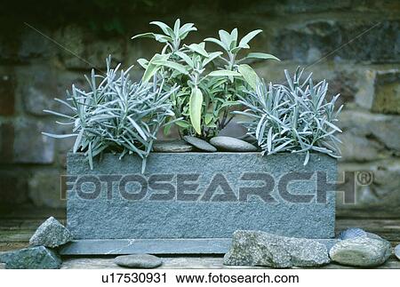 Stock Image - Close-up of rosemary and sage growing in small stone trough with pebble mulch. Fotosearch