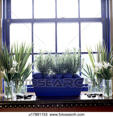 Stock Image - Close-up of rosemary in blue pot on window sill with fresh irises and green leaves in glass vases. Fotosearch