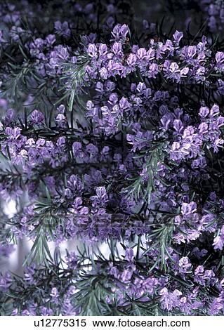 Close up of rosemary in full flower. View Large Photo Image Stock Photography - Close up of rosemary in full flower.. Fotosearch