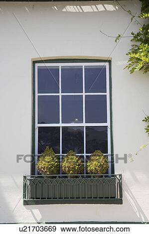 Stock Photo - Close-up of sash window with clipped shrubs in window box. Fotosearch