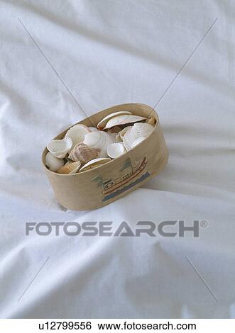 Stock Photograph - close-up of seashells in plywood box. Fotosearch