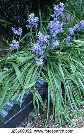 Close-up of Spanish bluebells View Large Photo Image Stock Image - Close-up of Spanish bluebells. Fotosearch