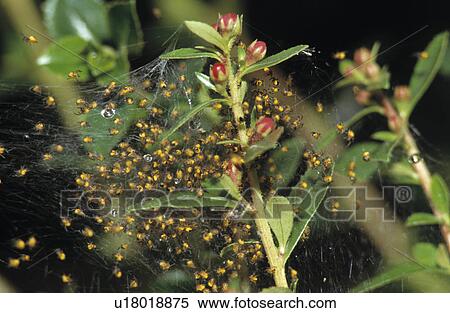 Close-up of spiders in web View Large Photo Image Stock Photography - Close-up of spiders in web. Fotosearch