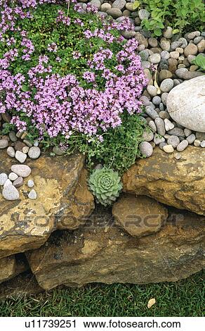 Close-up of thyme on stone wall View Large Photo Image Stock Image - Close-up of thyme on stone wall. Fotosearch