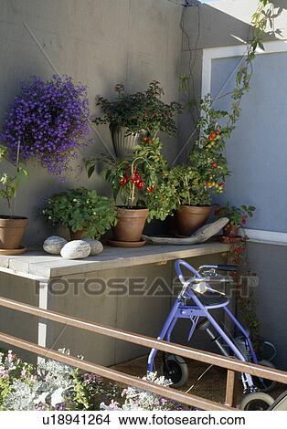 Close-up of tomatoes in pots on shelf on balcony with mobile zimmer frame View Large Photo Image Picture - Close-up of tomatoes in pots on shelf on balcony with mobile zimmer frame. Fotosearch