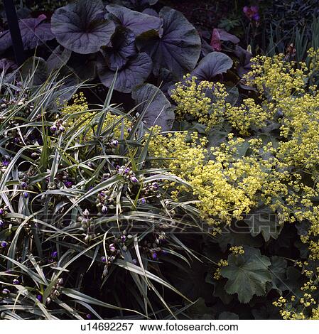 Stock Photo - Close-up of tradescantia and alchemilla mollis&#13; &#10;. Fotosearch