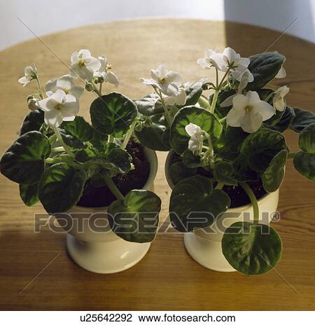 Close-up of white African violets in white ceramic pots View Large Photo Image Stock Image - Close-up of white African violets in white ceramic pots. Fotosearch