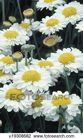 Stock Image - Close up of white chrysanthemum "Frutescens". Fotosearch