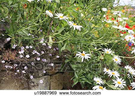 Stock Photo - Close up of white Leucanthemum on stone wall. Fotosearch