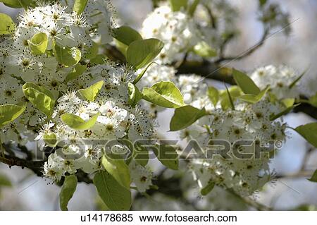 Stock Photography - Close-up of white pear blossom. Fotosearch