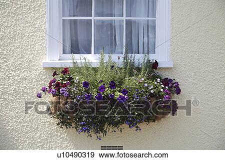 Stock Photo - Close-up of window box on cottage wall with rosemary and purple petunias and verbena . Fotosearch