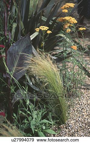 Close up of yellow achillea with grasses at edge of gravel path View Large Photo Image Stock Photo - Close up of yellow achillea with grasses at edge of gravel path. Fotosearch