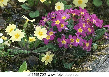 Close-up of yellow and pink primroses View Large Photo Image Stock Image - Close-up of yellow and pink primroses. Fotosearch