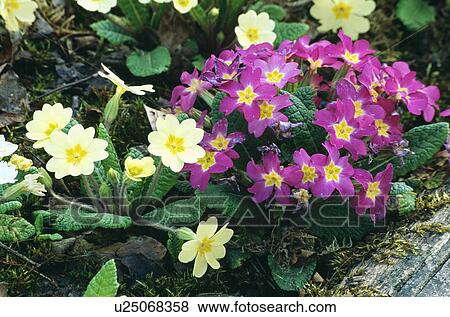 Stock Photo - Close-up of yellow and pink primroses. Fotosearch