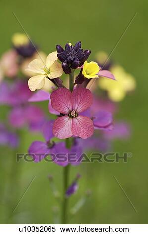 Stock Photography - Close-up of yellow and purple Erysimum flowers. Fotosearch