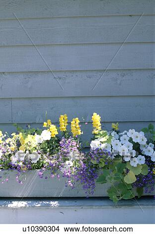 Picture - Close up of yellow antirrhinums and blue lobelias in planter with white petunias. Fotosearch