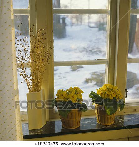 Close-up of yellow calcolaria in pots on windowsill View Large Photo Image Stock Photography - Close-up of yellow calcolaria in pots on windowsill. Fotosearch