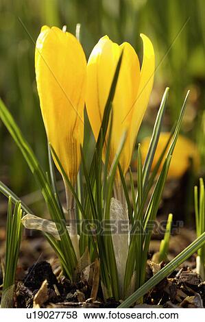 Close-up of yellow crocus View Large Photo Image Stock Photo - Close-up of yellow crocus. Fotosearch