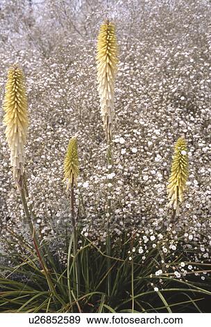 Stock Photo - Close up of yellow kniphofia underplanted with gypsophila paniculata. Fotosearch
