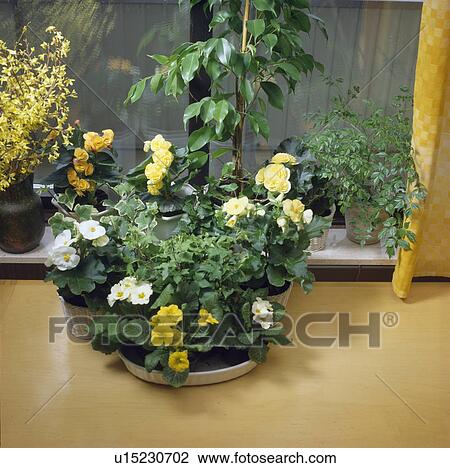 Stock Image - Close-up of yellow primroses with white and yellow begonias in pots. Fotosearch
