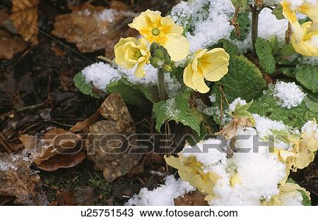Close-up of yellow primulas in snow View Large Photo Image Stock Image - Close-up of yellow primulas in snow. Fotosearch