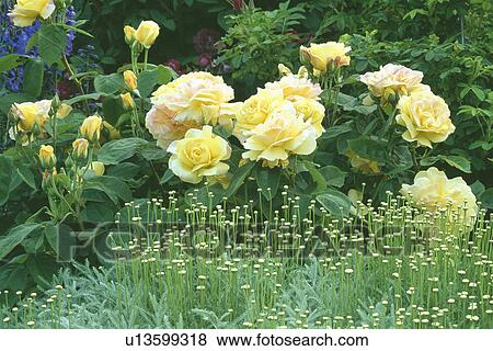 Close-up of yellow roses with santolina in summer garden border View Large Photo Image Stock Photo - Close-up of yellow roses with santolina in summer garden border. Fotosearch