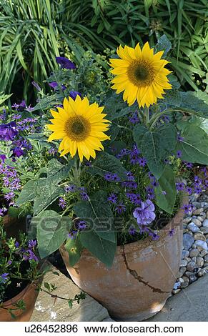 Close-up of yellow sunflowers and blue violas in terracotta pot View Large Photo Image Stock Photograph - Close-up of yellow sunflowers and blue violas in terracotta pot. Fotosearch