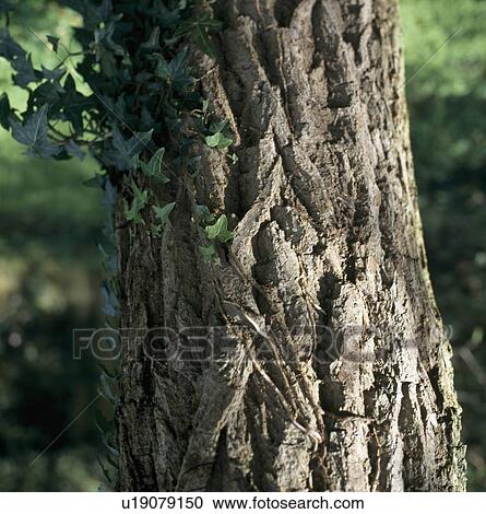 Stock Image - Close-up tree trunk with trailing ivy. Fotosearch