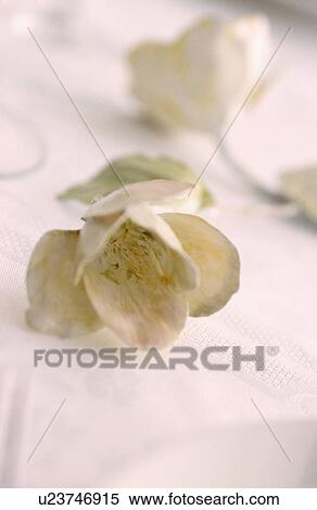 Closeup of white flower used as table decoration. View Large Photo Image Stock Photography - Closeup of white flower used as table decoration.. Fotosearch