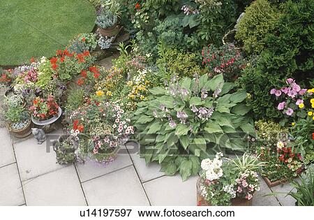 Stock Photo - Collection of pots with colourful summer flowering annuals and hosta . Fotosearch
