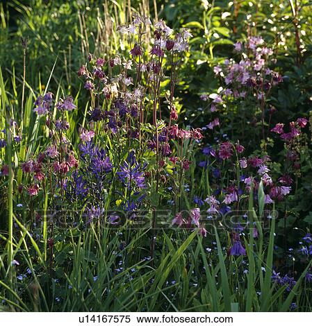 Colombine and campanula in a wild border. View Large Photo Image Stock Photography - Colombine and campanula in a wild border.. Fotosearch