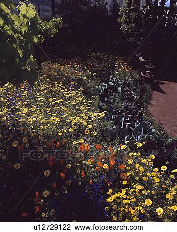 Stock Image - Colourful flowering annuals in town garden in summer. Fotosearch