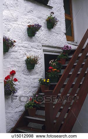Colourful flowering plants in pots on white cottage wall above exterior wooden stairs View Large Photo Image Stock Photo - Colourful flowering plants in pots on white cottage wall above exterior wooden stairs. Fotosearch