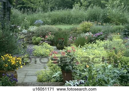 Stock Image - Colourful perennials in country garden in summer. Fotosearch