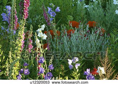 Stock Image - Colourful perennials in flowering borders in country garden in summer. Fotosearch