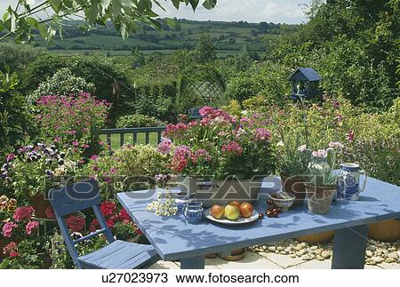 Stock Image - Colourful plants in pots on blue table in country garden in summer. Fotosearch