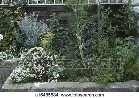 Colourful polyanthus and topiary hedges in front garden of single storey black wooden cottage View Large Photo Image Picture - Colourful polyanthus and topiary hedges in front garden of single storey black wooden cottage. Fotosearch