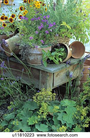 Colourful summer flowering annuals in terracotta pots on wooden table View Large Photo Image Stock Image - Colourful summer flowering annuals in terracotta pots on wooden table. Fotosearch