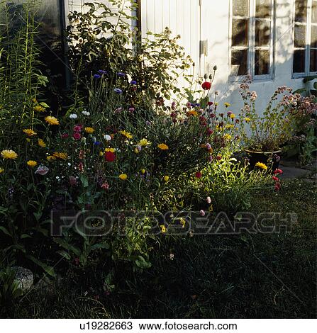 Colourful wild flower border in country garden in summer View Large Photo Image Stock Image - Colourful wild flower border in country garden in summer. Fotosearch