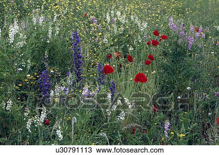 Stock Image - Colourful wild flower border in country garden in summer. Fotosearch